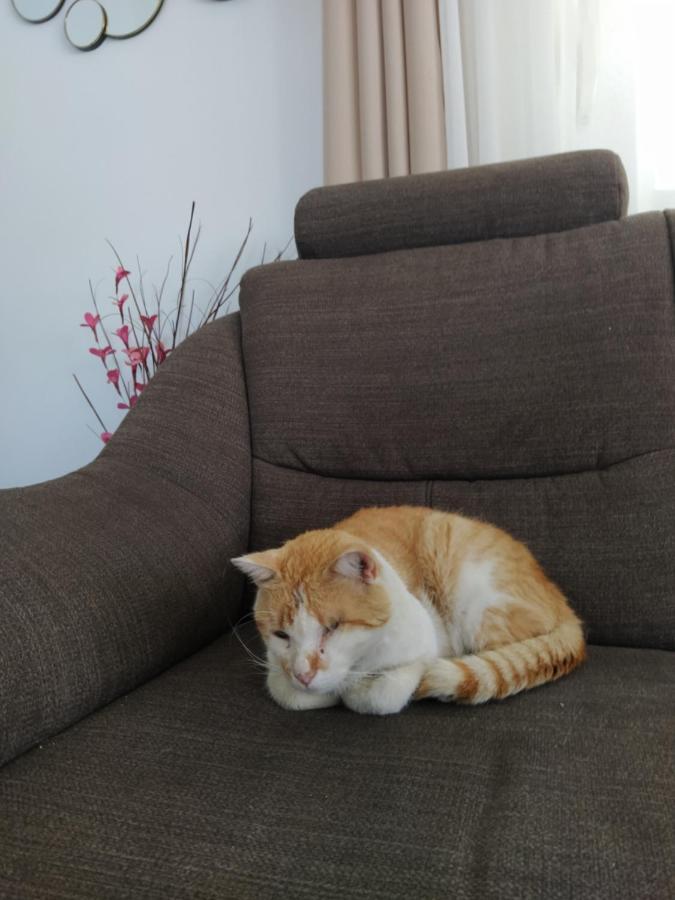 טרוגיר Apartment Juric מראה חיצוני תמונה
